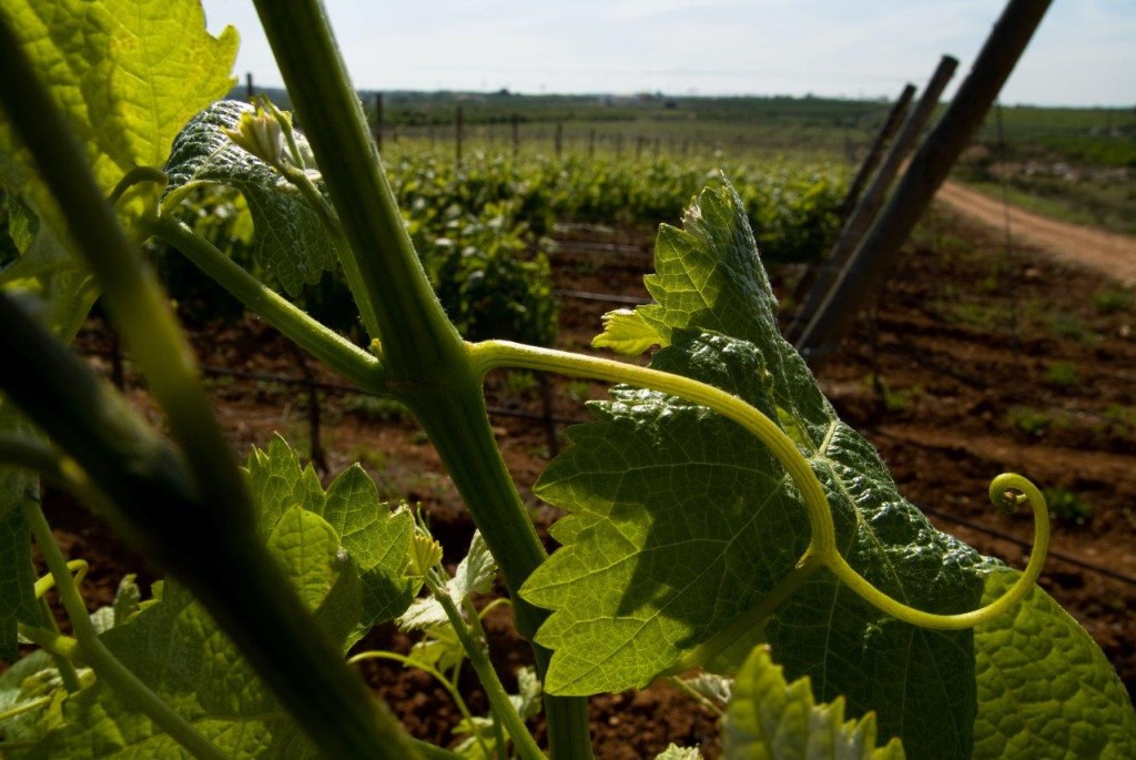 Algarve - Ruta de los Vinos - Quinta do Barranco