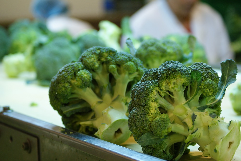Brócoli fresco para ganar en salud