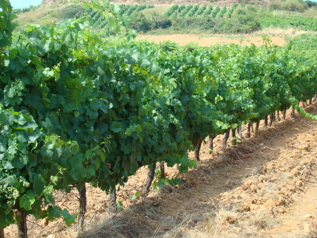 Manifiesto a favor del terruño y de los viñedos excepcionales