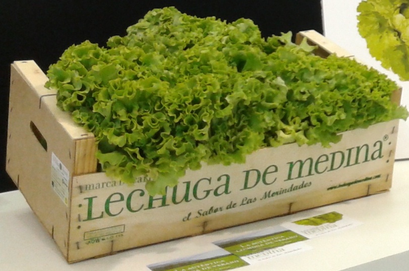 Lechuga