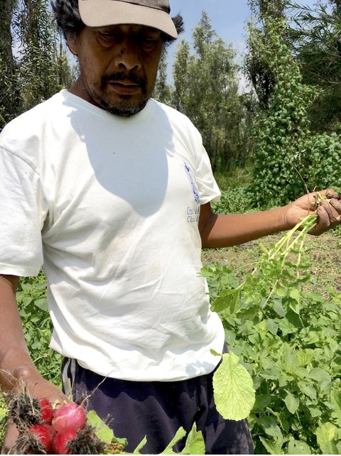 Agricultor de la chinampa mexicana que cultivará hortalizas para Canalla Bistro México 