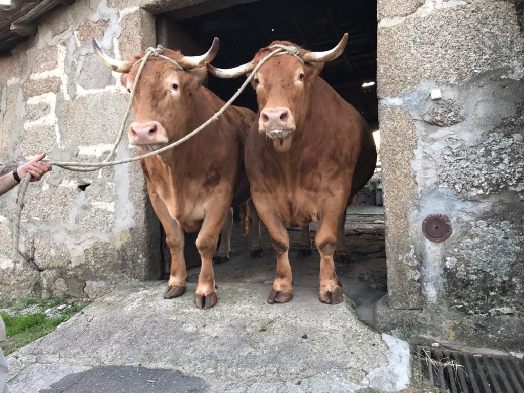 Grande y Bonito, los bueyes más grandes de la Península Ibérica