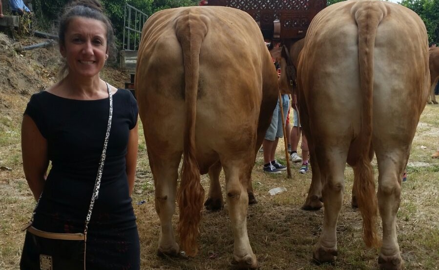 Grande y Bonito, los bueyes más grandes de la Península Ibérica