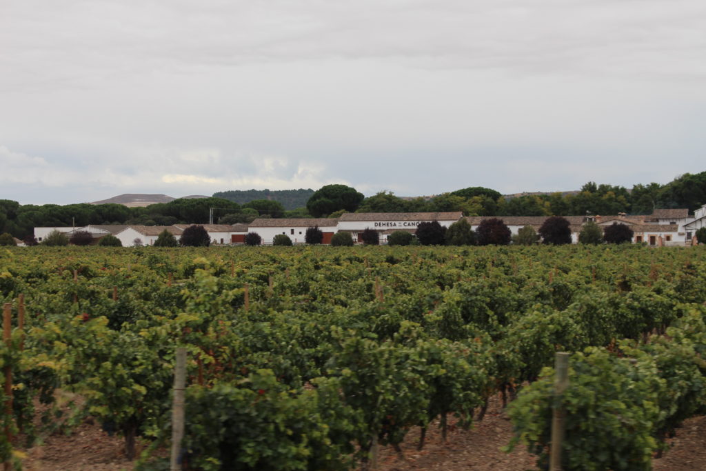 2016, una cosecha histórica en Ribera de Duero