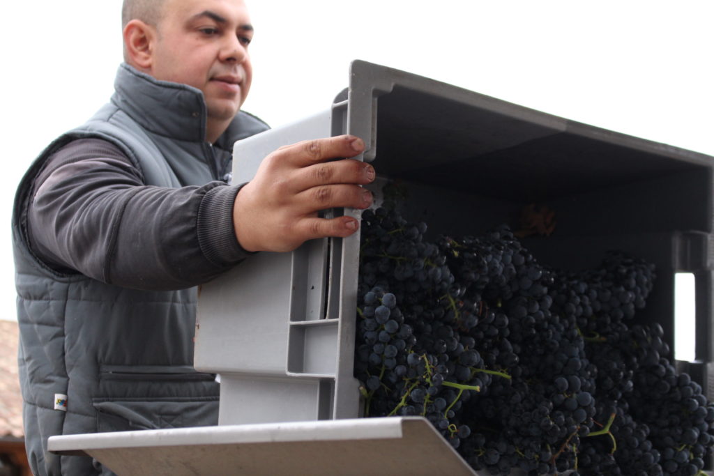 Se han recogido 133 millones de kilos de uva en excelente estado y de calidad óptima