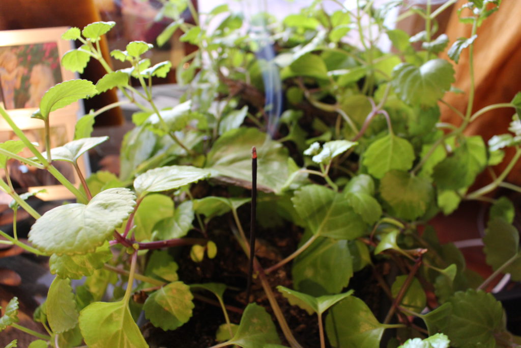 Incienso en la planta del dinero