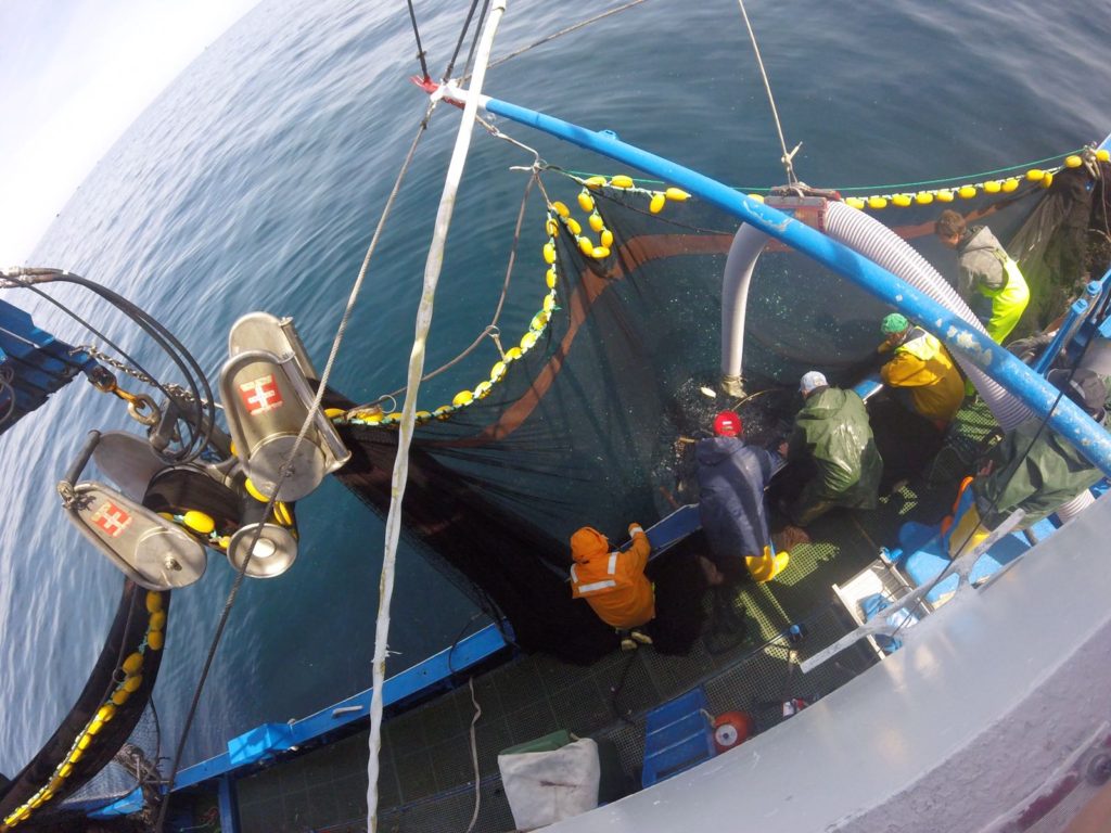 Certificación pesquería de sardina en el Golfo de Vizcaya