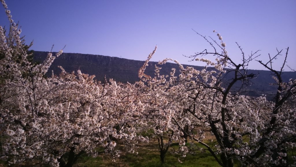 Comienza la floración de los cerezos