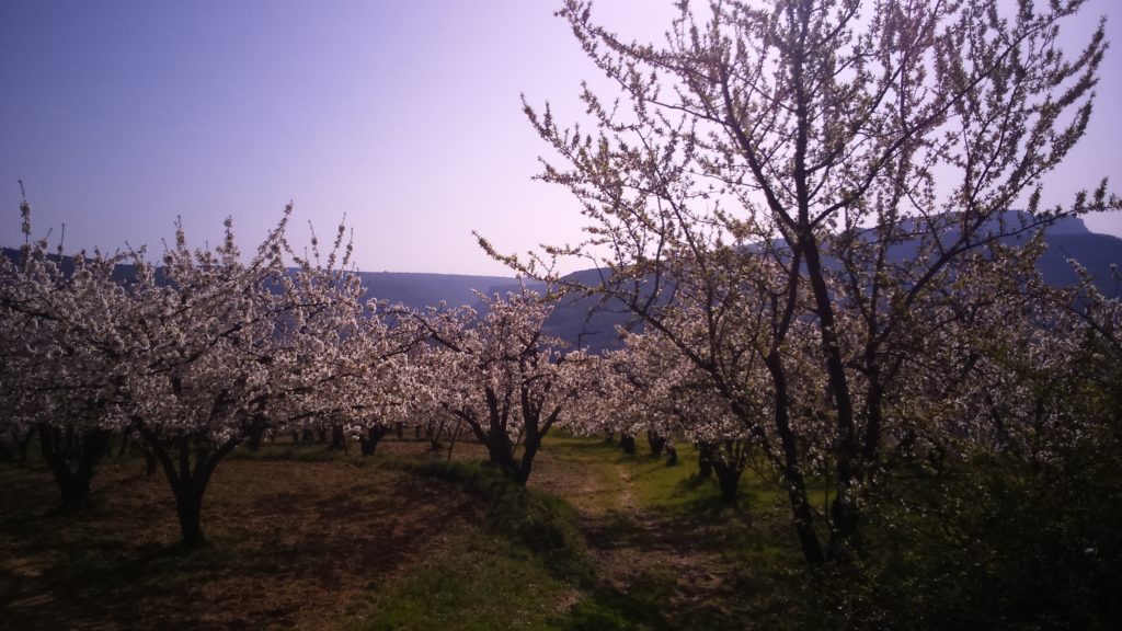 Comienza la floración de los cerezos 