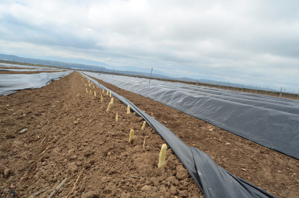 Cata del primer espárrago de Navarra