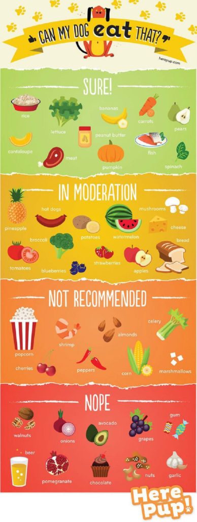 Los 10 alimentos que tu perro no debe comer