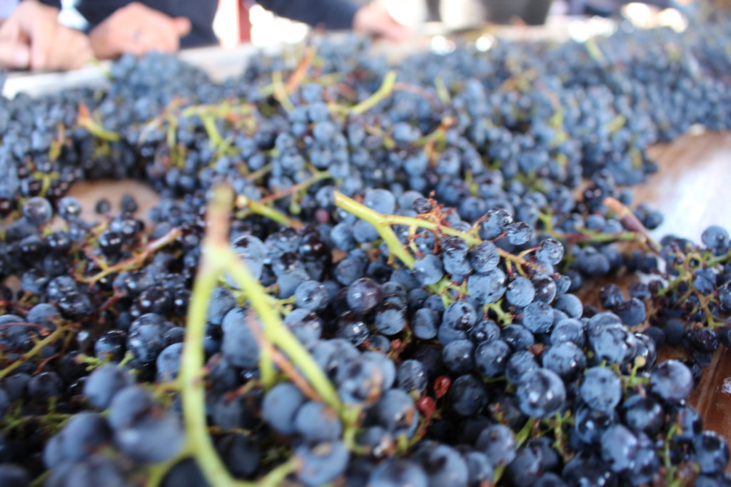 Los mejores sumilleres de España califican la cosecha de la Denominación de Origen Ribera del Duero de 2016